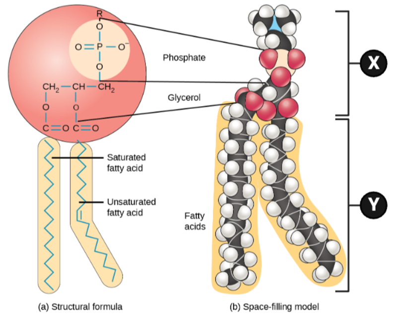 <p>Which region is likely to interact with a molecule of water, and why?</p><ul><li><p><span>a. Region X, because this region contains charged and polar molecules.</span></p><p></p></li><li><p><span>b. Region X, because this region contains only uncharged molecules.</span></p><p></p></li><li><p><span>c. Region Y, because this region contains charged and polar molecules.</span></p><p></p></li><li><p><span>d. Region Y, because this region contains only uncharged molecules</span></p></li></ul><p></p>