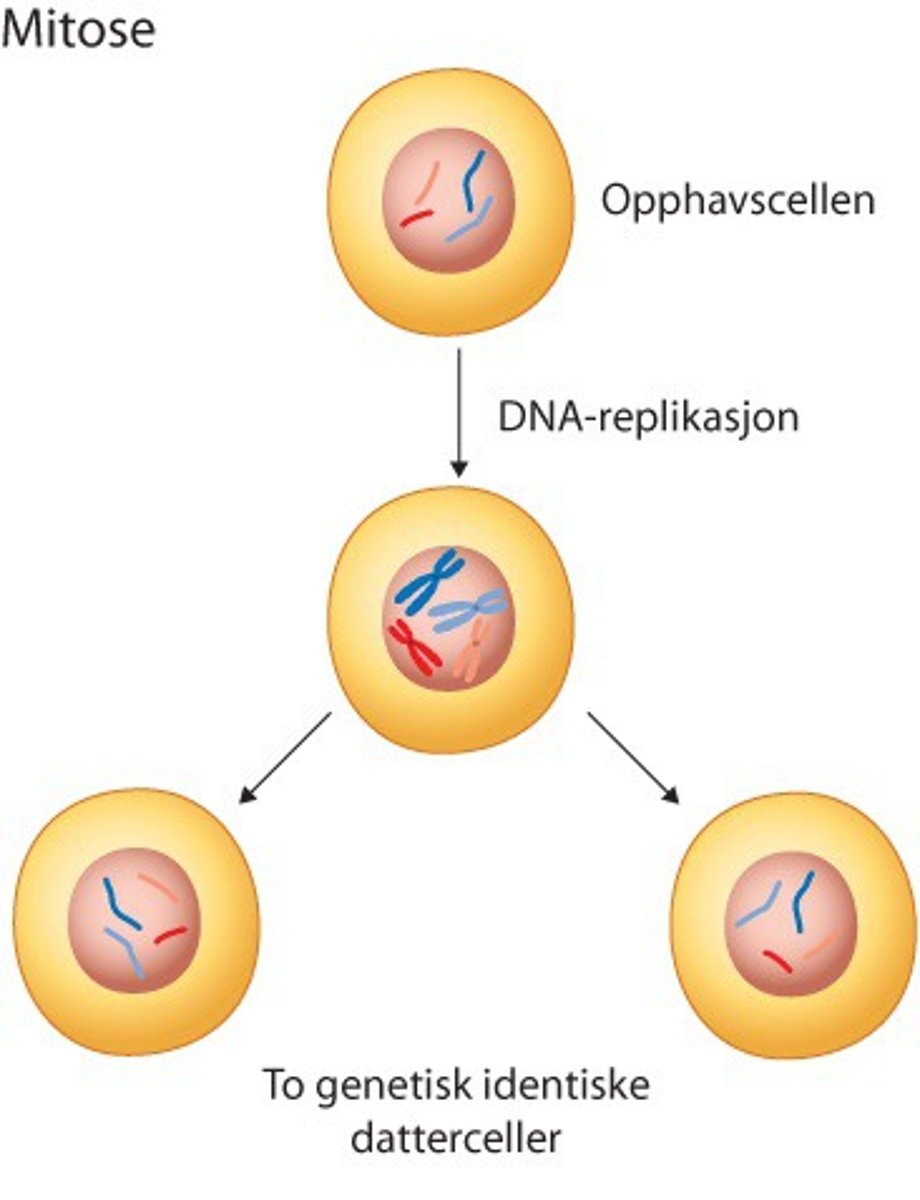 <p>En diploid morcelle deler seg og gir to identiske diploide datterceller (med lik genetisk info). Foregår i kroppsceller når flercellede organismer vokser + når celler erstattes.</p><p>DNA-replikasjon --> to søsterkromatider. Samles i plan på midten --> dras fra hverandre --> deles</p><p>Kjernen i én diploid celle (med to identiske søsterkromatider i hvert kromosom) deles i to diploide cellekjerner med ett søsterkromatid i hver celle</p>
