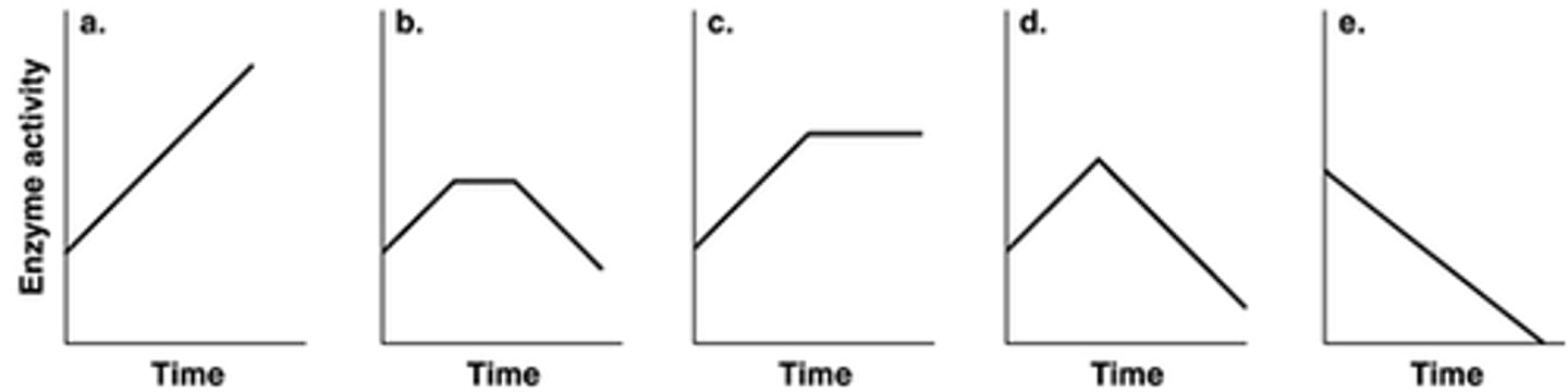 <p>C) c</p>