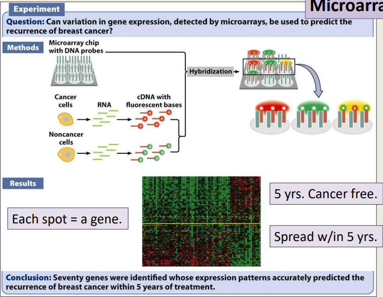 - Many probes on glass slide 
- Cells ---> RNA ---> cDNA w/ fluorescent
- Fluorescence Differentiation- tells how much of a gene is expressed 
Results- 
- Each spot= a gene    