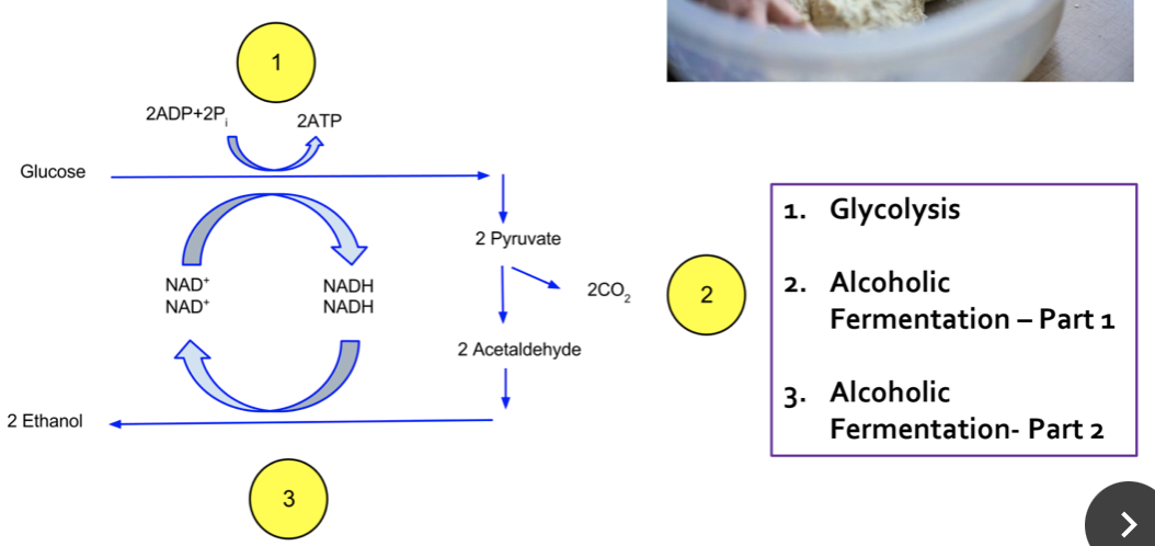 Steps of Alcoholic Fermentation