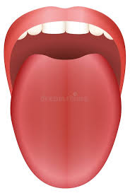 <p>tounge</p>