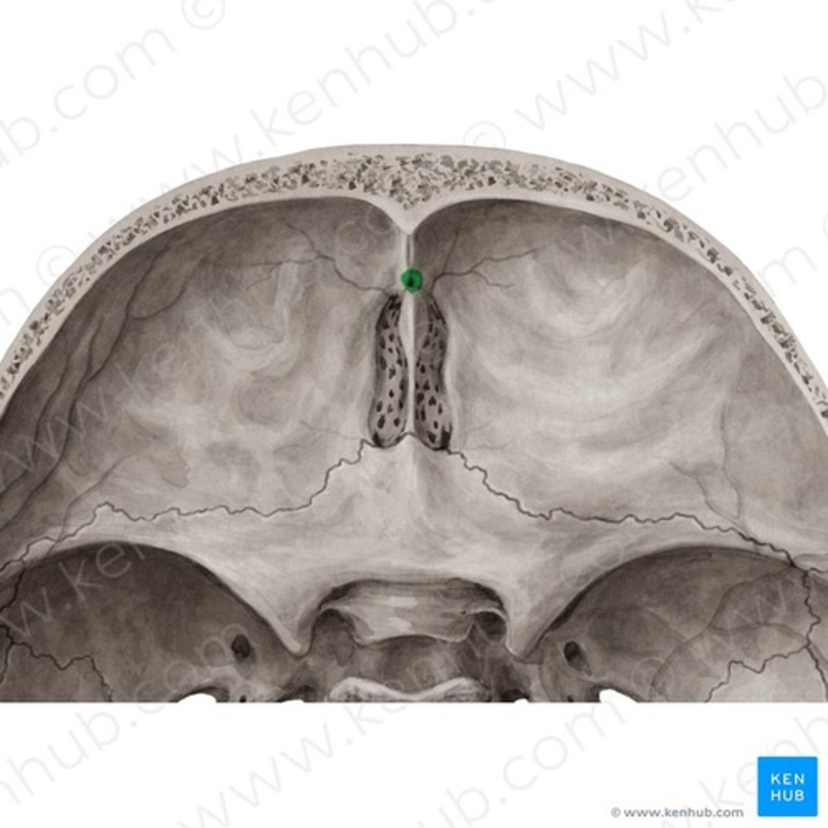 <p>foramen (of varying size), found at root/base of frontal crest, (above cribriform plate/crista galli of sphenoid)</p>