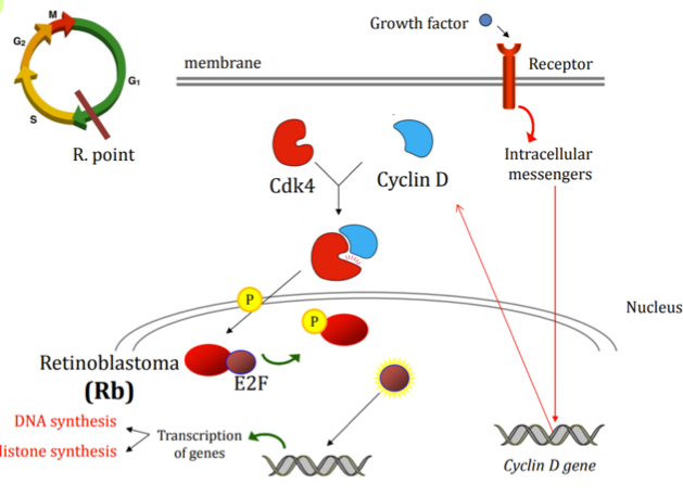 <ul><li><p>Inactivating mutations in Rb: Rb loses fnction, E2F always active- causes cancer, uncontrollled cell proliferation</p></li><li><p>Abnormally increase levels of cyclins: cells constantly replicate and create tumors.</p></li></ul><p></p>