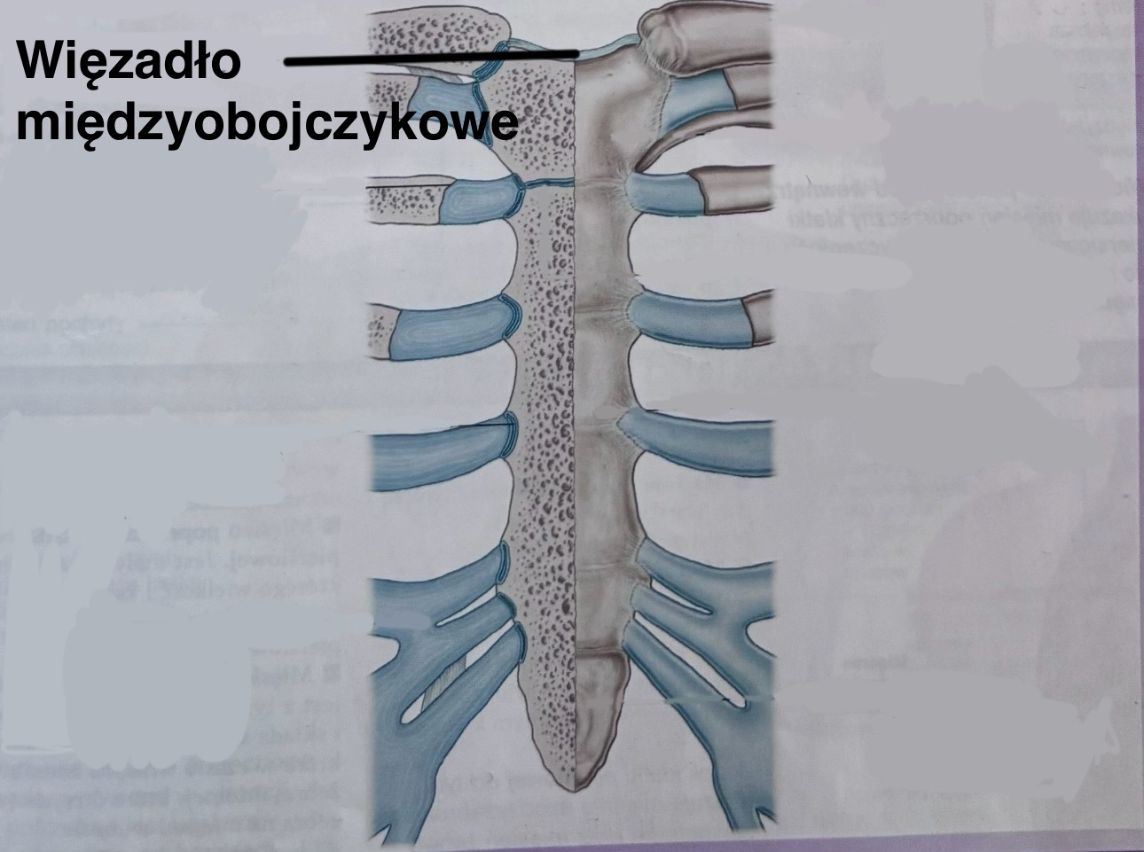 <p>Łączy dwa obojczyki</p>