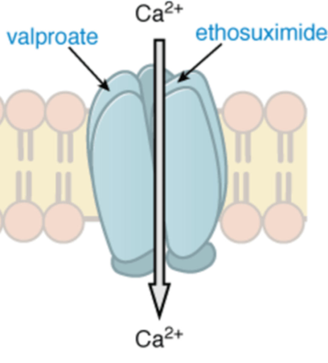 <p>Blocks T-type Ca channels</p><p>Prevents from being opened by hyperpolarization, and causing subsequent depolarization</p><p>Used for absence seizures</p>