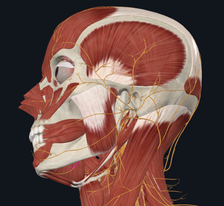 <p>What nerve is highlighted</p>