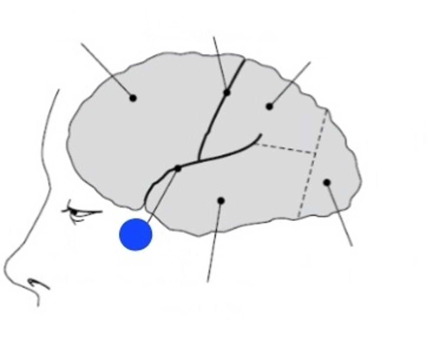 <p>markerar gränserna mellan temporalloben och frontalloben</p>