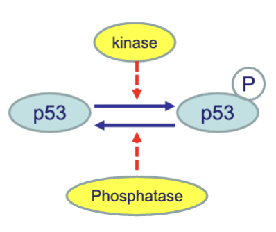 <p>Many reversible covalent modifications affect protein function e.g.</p><ul><li><p>Phosphorylation</p></li><li><p>Acetylation</p></li><li><p>Glycosylation</p></li><li><p>Ubiquitination</p></li></ul><p>Also undesired modifications due to reactive oxygen or reactive nitrogen species</p>
