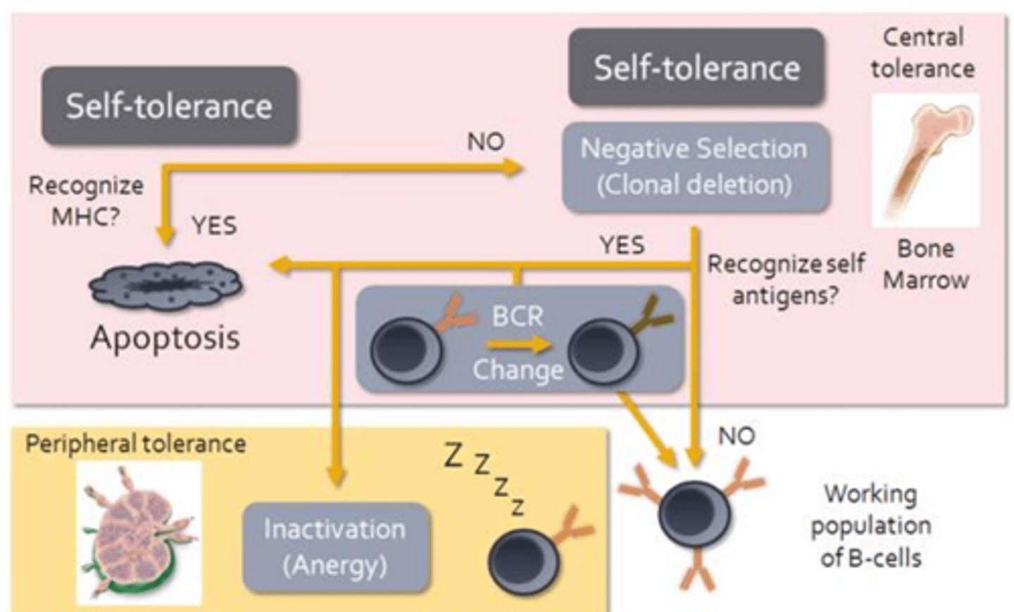 <p>- Recognition of MHC by a B-cell receptor will result in apoptosis</p><p>- Recognition of MHC molecules would indicate that a B-cell is autoreactive</p><p>- While B-cells do undergo limited negative selection within the red bone marrow, autoreactive B-cells can be induced to change their BCR</p><p>- In effect they undergo a second round of somatic recombination</p><p>- If successful, these B-cells will contribute to the working population of B-cells</p><p>- Anergy appears to be the main mechanism responsible for preventing B-cell mediated autoimmune responses should autoreactive B-cells make their way out of the bone marrow</p>