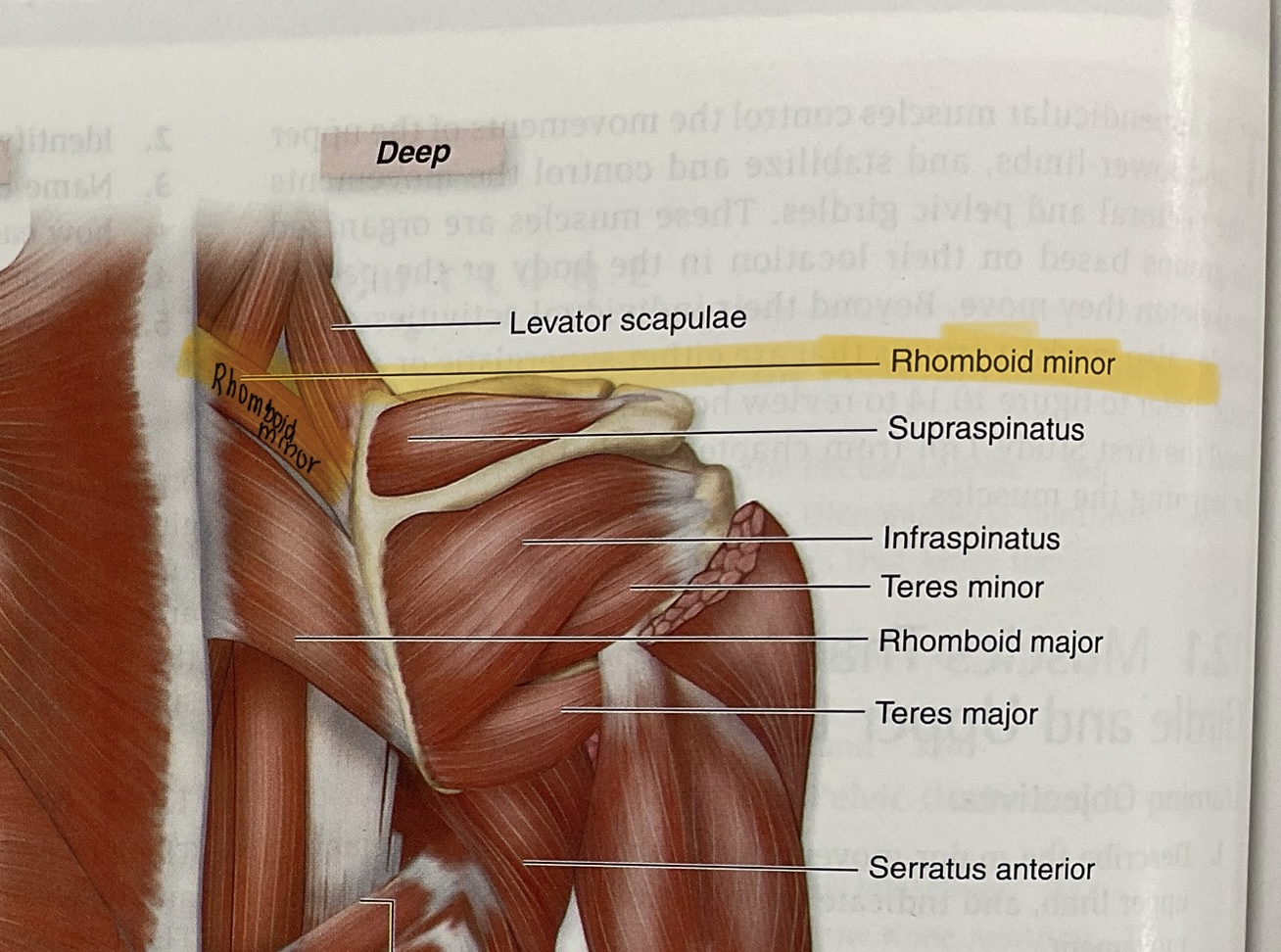 <p>Actions: retract,adduct scapula</p>