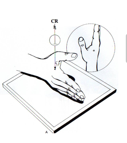 <p>full extension lateral (hand) </p>