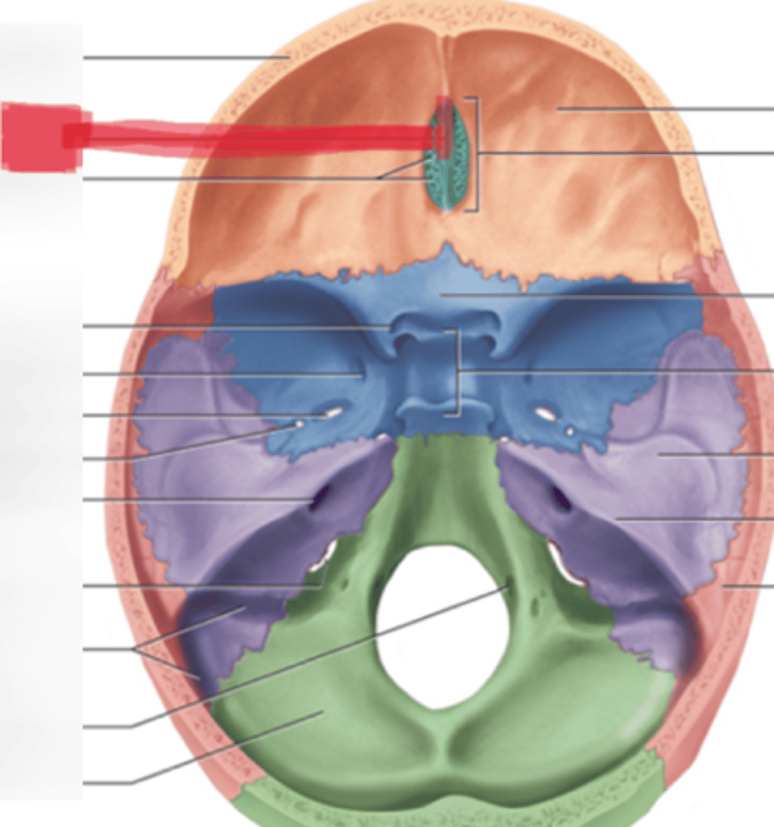 <p>Crista galli of the ethmoid bone</p>