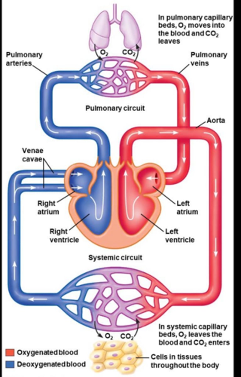 <p>To transport materials to and from cells in the body.</p>
