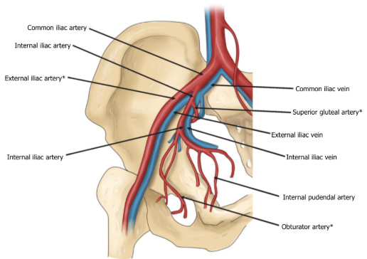 <p>Common iliac artery → internal iliac artery → superior gluteal artery then internal iliac artery off of which comes the obturator artery + deep femoral artery from external iliac artery </p>