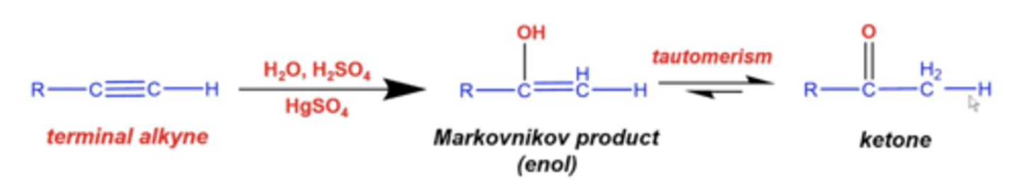 <p>you will add an alcohol (OH) and an H:</p><p>-H will add to the less substituted carbon and OH will add to the more substituted carbon</p><p>(this makes an enol: alkene + alcohol = enol)</p><p>-the resulting molecule will undergo tautomerism, where O forms a double bond with the carbon and H swings down (ultimately producing a ketone)</p>