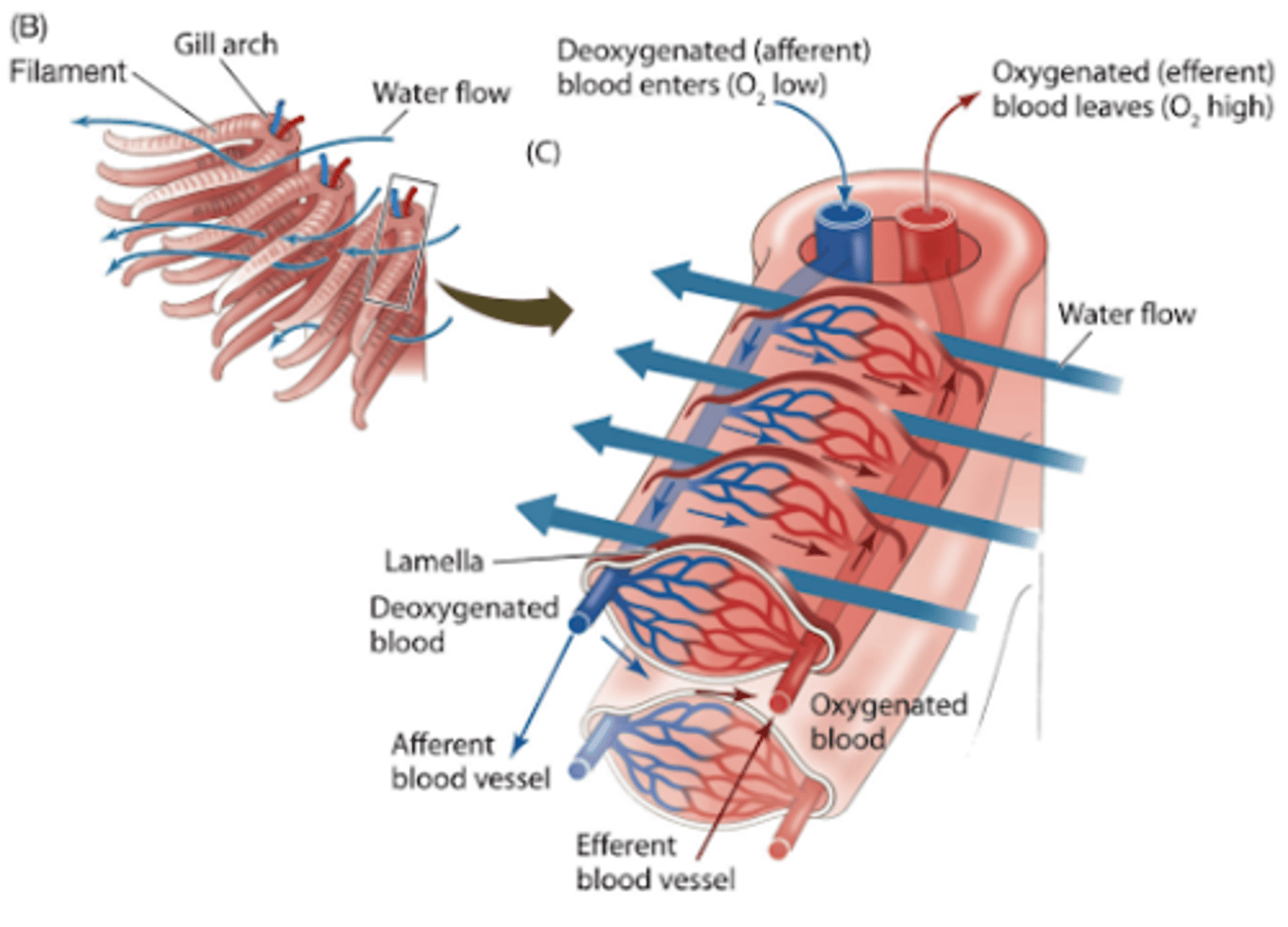 <p>-made with stacks of thin filaments which have a large surface area and a network of capillaries providing a good blood supply that help increase the rate of diffusion</p>