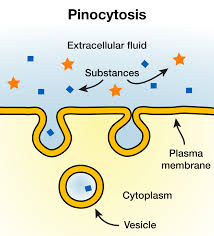<p>() or “cell drinking” is when the cell takes in droplets of extracellular fluid containing dissolved substances;  the vesicle does not need to merge with a lysosome</p>