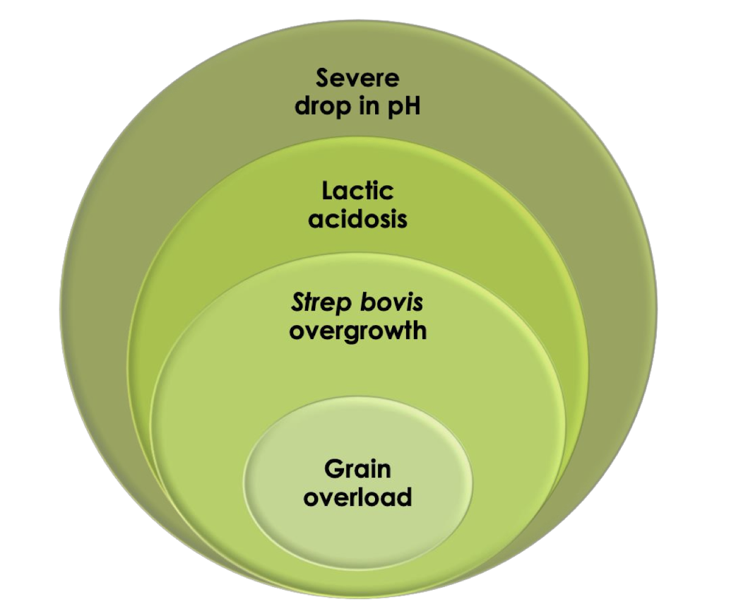 <p>Inc VFFA → dec rumen pH → dec rumen motility → inc lactic acid (D and L isomers) → acid resistant lactobacillus spp proliferate producing pactic acid → inc rumen osmolality 280 mOsm/L - 400mOsm/L&nbsp;</p>