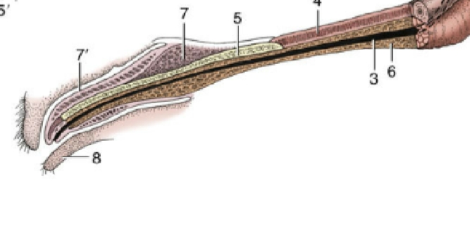 <p>bone, disconnected from skeleton</p><p>in felines and canines</p><p>dorsal to urethra in penile tissue</p><p>provides support and rigidity</p><p>5</p>