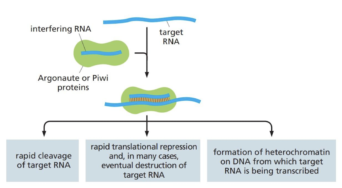 <p>RNA interference is caused by short single-stranded RNAs that selectively bind to the bases of other RNAs in a cell leading to…</p><ul><li><p>inhibiting its translation</p></li><li><p>catalyzing its rapid destruction</p></li><li><p>directing the formation of repressive chromatin on its attached DNA template to block further transcription</p></li></ul>