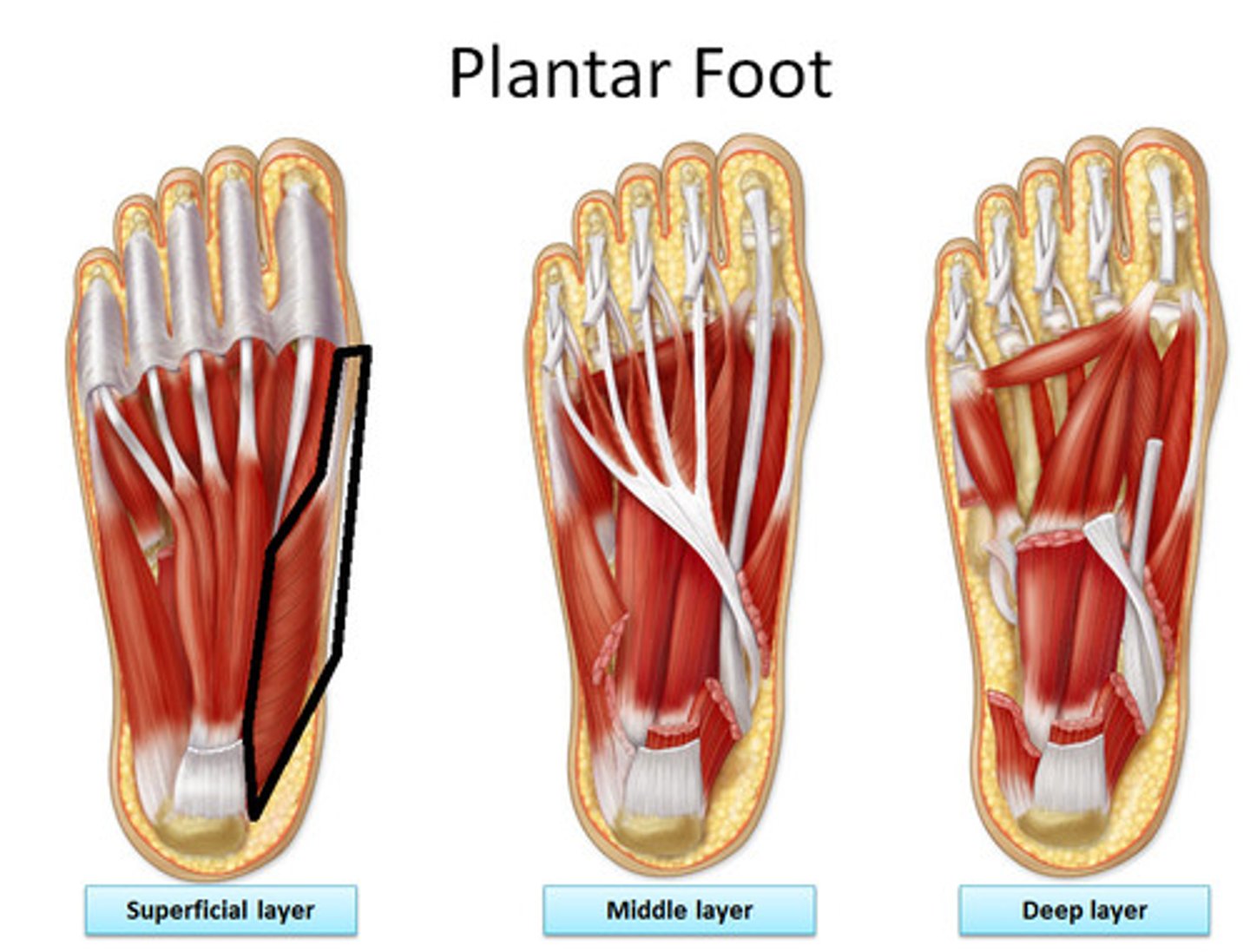 <p>Origin: calcaneal tuberosity</p><p>Insertion: base of proximal phalanx I</p><p>Action: abducts and flexes hallux</p>