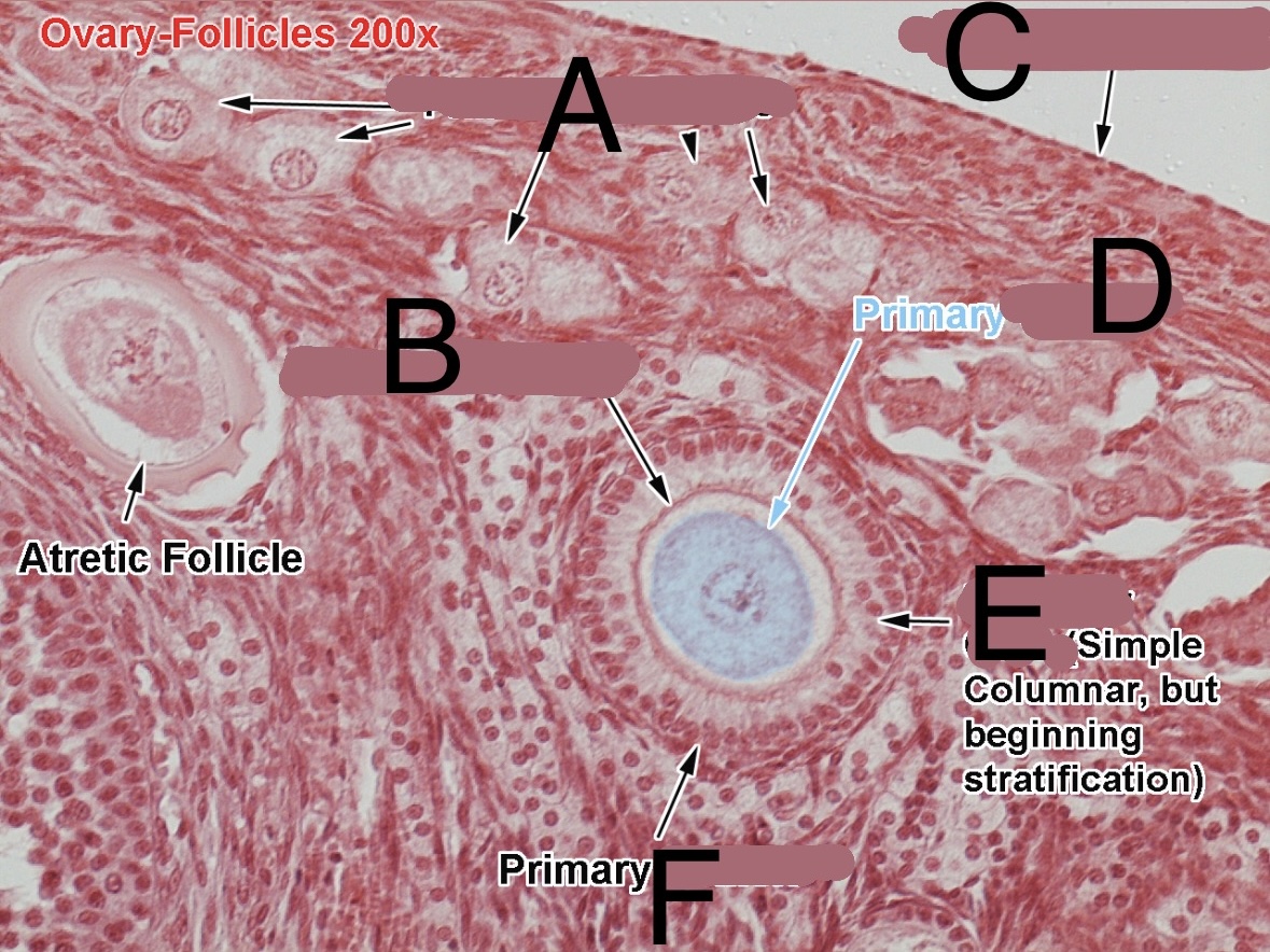 <p>follicular cells</p>