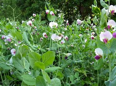 <p>annual; green manure; high nutritive value; intolerant of soil acidity; not adapted for pasture (<u>cannot be planted in rows*</u>) doesn’t tolerate trampling or close grazing, too difficult to cure for hay</p>