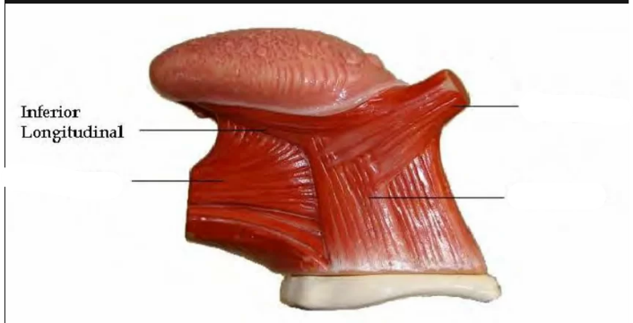 <p>Inferior Longitudinal</p>