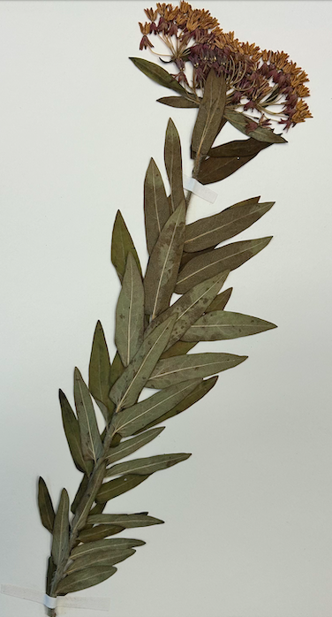 <p>Family? Genus?</p>