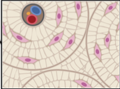 <p>identify CT</p>