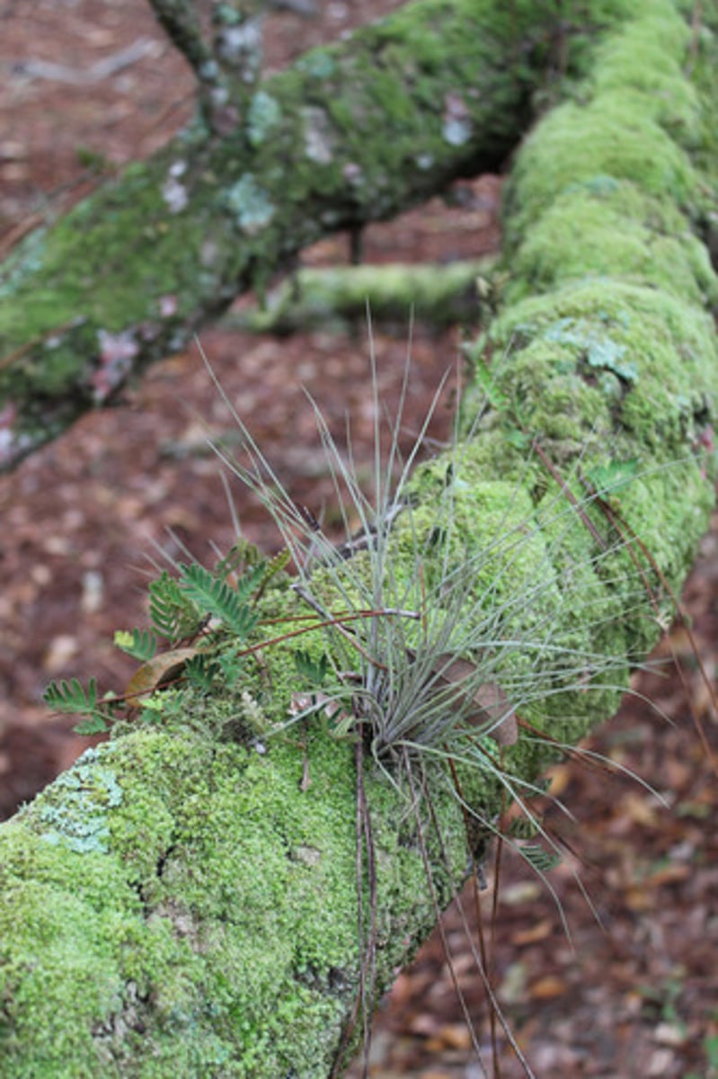 <p>what is the name of the plant growing on the branch?</p>