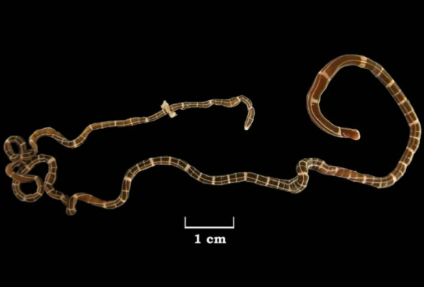 <p>Platyhelminthes: Nemertea Overview</p>