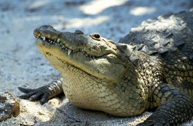 *From Mexico, Belize and Guatemala* 