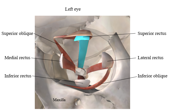 term image