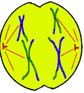Spindle fibres pull tetard apart, chromosomes to poles
*Disjunction = Separation of tetard