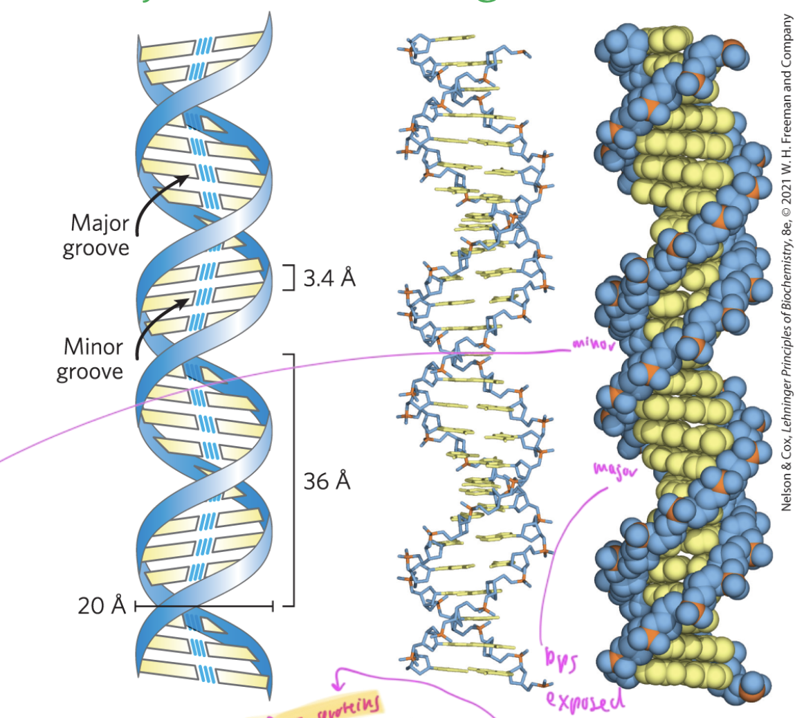 <p>major:  base pairs are more exposed, so proteins that regulate gene expression bind here</p><p>minor: hard for things to reach the bases inside the dsDNA, so proteins that help package up DNA bind here</p>