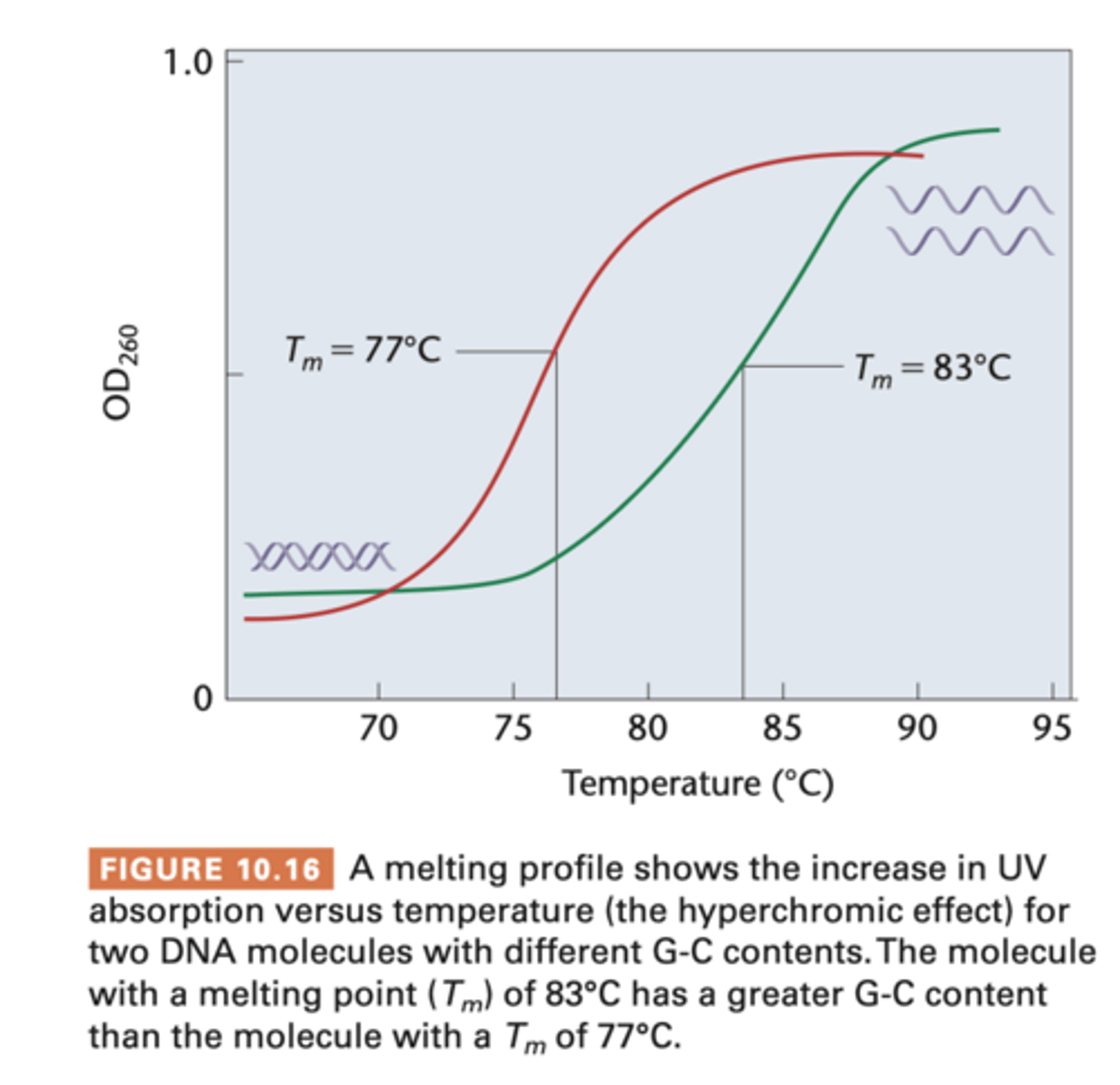 <p>double helix is denatured and unwinds</p><p>- during unwinding, viscosity of DNA decreases and UV absorption increases (AKA hyperchromic shift)</p><p>- on graph, midpoint of each curve is called melting temperature (Tm) where 50% strands are unwound - higher Tm has higher % GC bp than AT, since CG have 3H vs 2H</p>