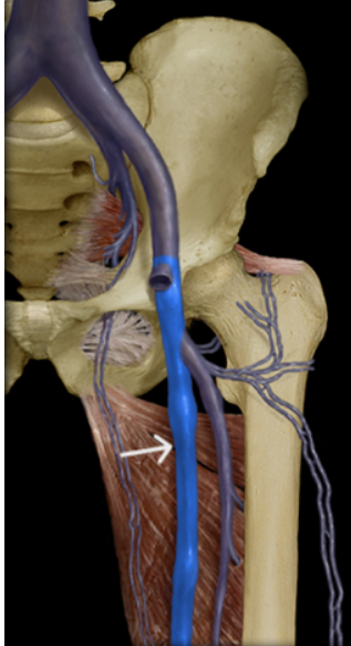 <ul><li><p>fibular vein</p></li><li><p>anterior tibial vein</p></li><li><p>popliteal vein</p></li><li><p>femoral vein</p></li></ul><p></p>