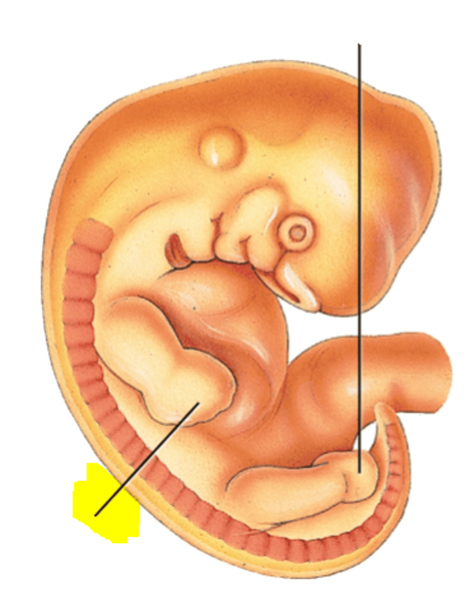 <p>Facial features begin to form, and little buds for the arms and legs start to develop. Blood cells are taking shape, and circulation will begin. Structures that'll become the ears, eyes and mouth take form. Your healthcare provider can probably detect a heartbeat on a vaginal ultrasound.</p>