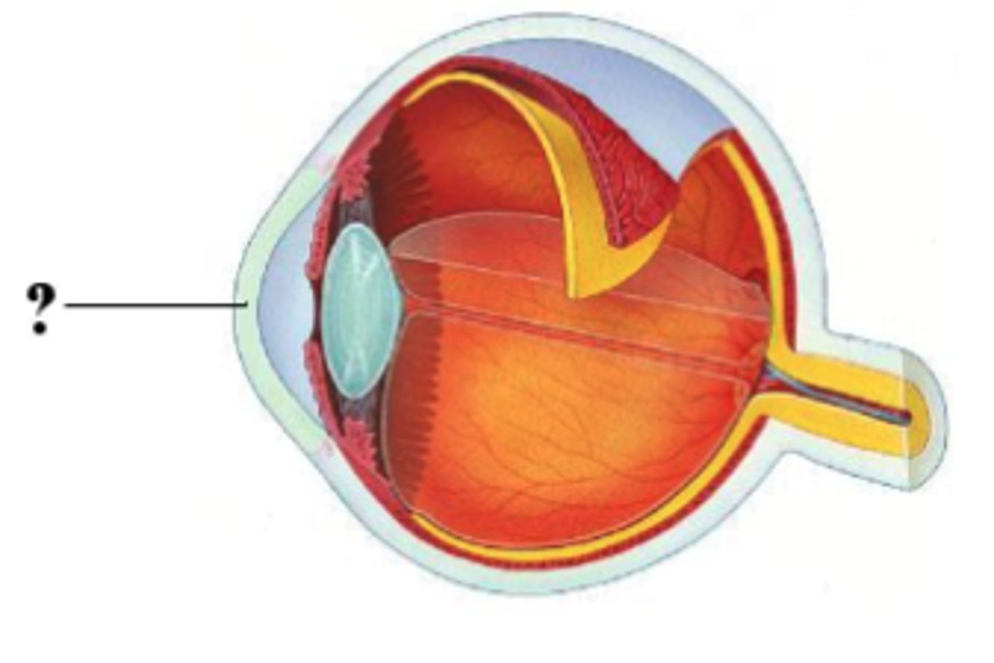 <p>cornea</p>