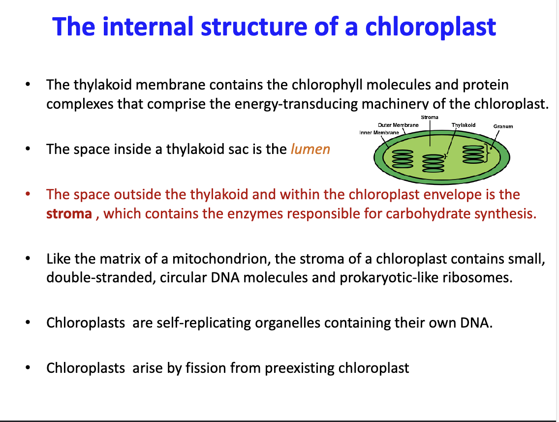 <p>Contains thylakoids in stacks known as granum. Also contains enzymes responsible for carbohydrate synthesis. Also contains small double stranded DNA and ribosomes</p>