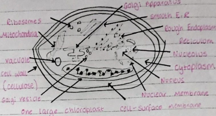 Algal cells can be **unicellular** or **multicellular**.
