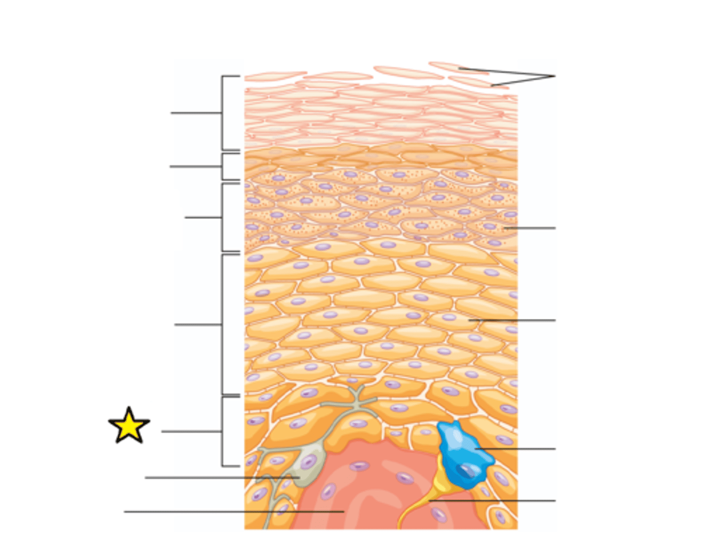 <p>The "basement layer"; innermost layer; Attached to basement membrane. Most cells here are basal cells, stem cells that divide to replace more superficial keratinocytes. Melanocytes and Merkel cells that respond to touch are also found here.</p>