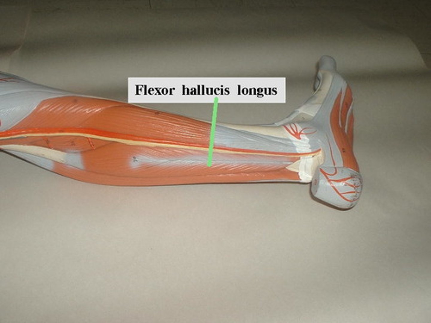 <p>Flexes big toe</p>