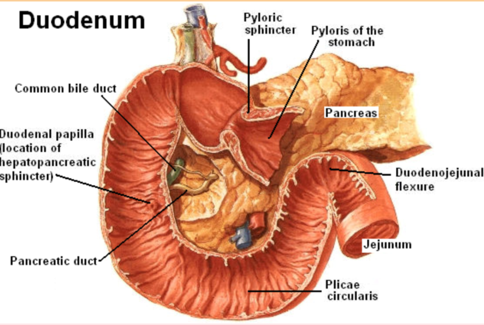<p>Duodenum</p>