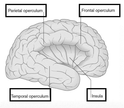<p>Temporaal operculum: auditieve cortex</p><p>Pariëtaal operculum: somatosensorische associatiecortex</p>