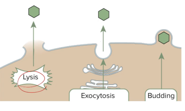 <ol><li><p>lyse</p></li><li><p>exocytosis</p></li><li><p>bud(specific to envelope viruses)</p></li></ol><p></p>