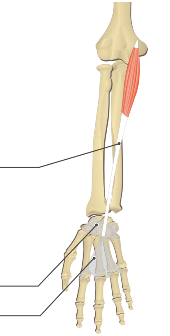 <p></p><p>origin: medial epicondyle of humerus</p><p>insertion: palmar aponeurosis</p>