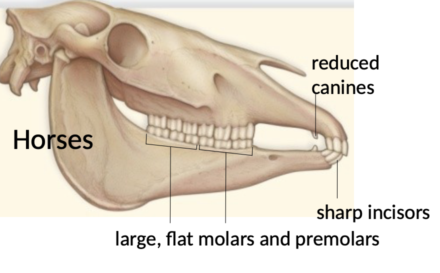 <p>Example of herbivores and its teeth </p>